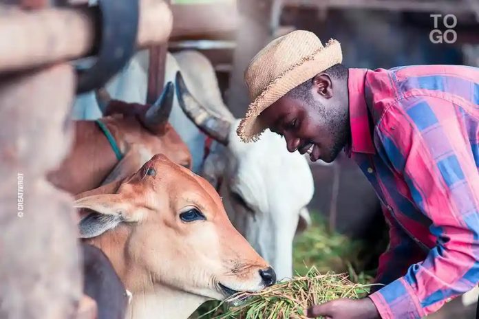 Offre d'emploi: Technicien en Production Animale