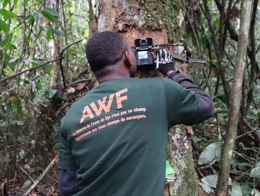 Offre d’emploi: Data Management & Reporting Officer – AWF